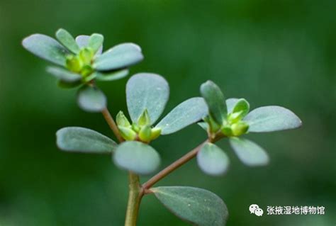 五行草|马齿苋（马齿苋科马齿苋属的一种植物 ...